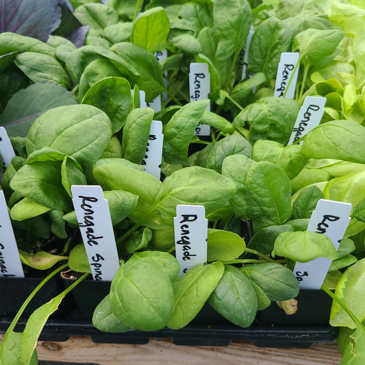 Spinach Renegade