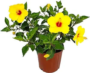 10" Pot Hibiscus Bush Yoder Yellow