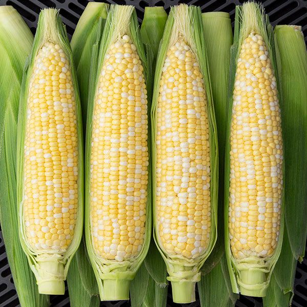 Allure F1 Sweet Corn: 75 seeds