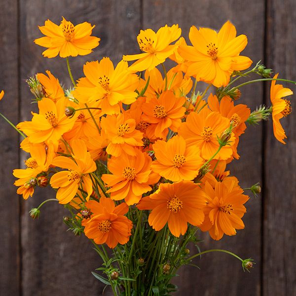 A Bee's Garden (5 Pack)