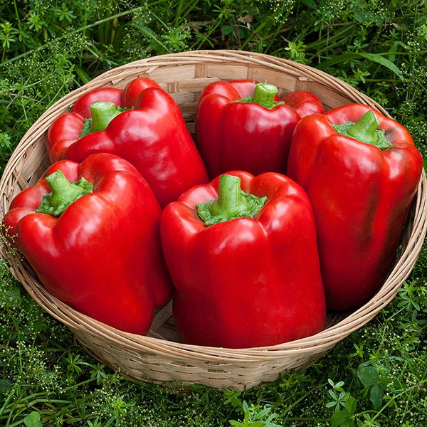 California Wonder Pepper: 1/64 oz
