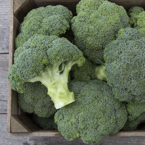 Covina F1 Broccoli: 25 seeds