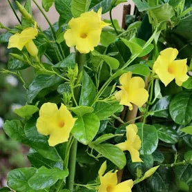10" Pot Dipladenia Yellow Sun Beam