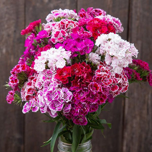 Doubled Chinensis Mix Dianthus: 25 Seeds