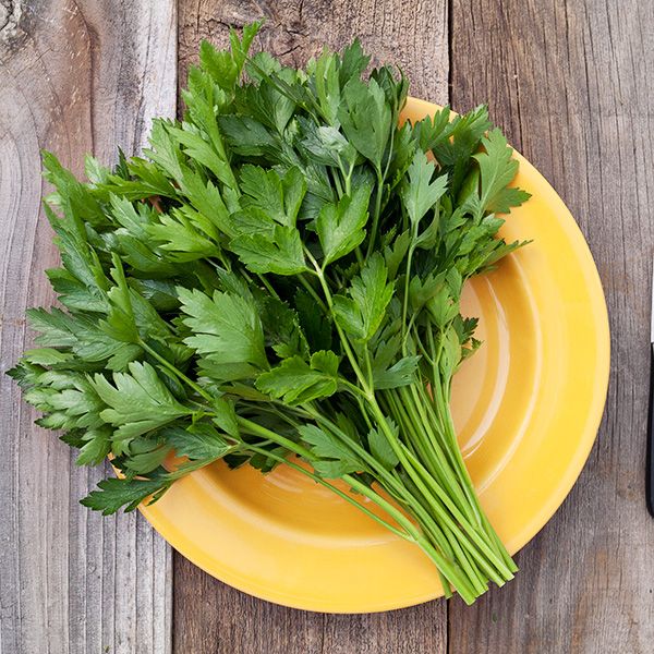 Giant Italian Flat Leaf Parsley