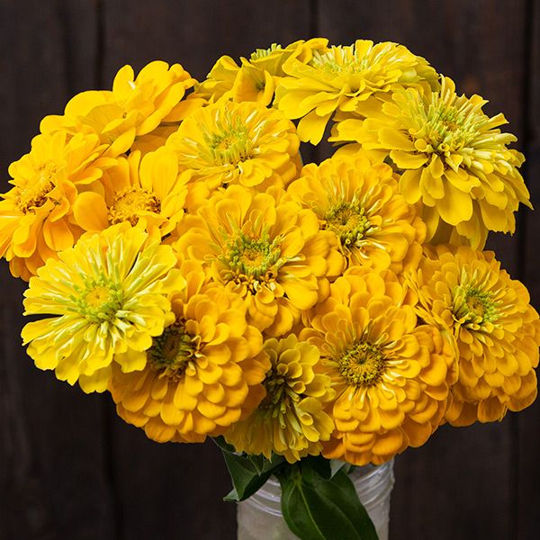 NEW Bouquet Garden(5 Pack)