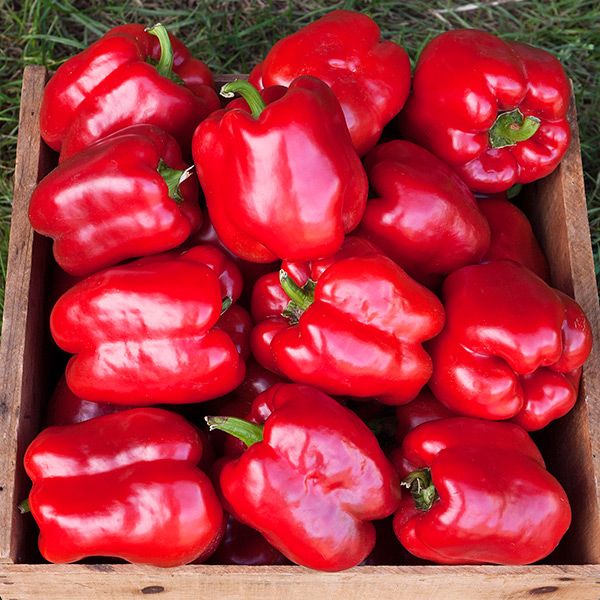 Container Garden (7 Pack)
