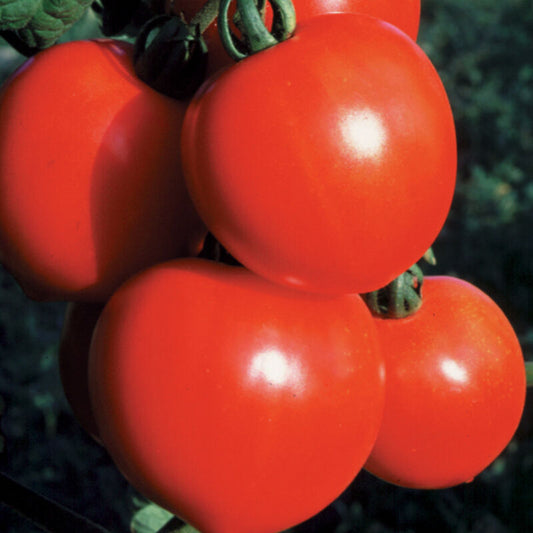 New Girl Tomato