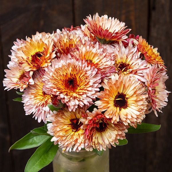 A Bee's Garden (5 Pack)