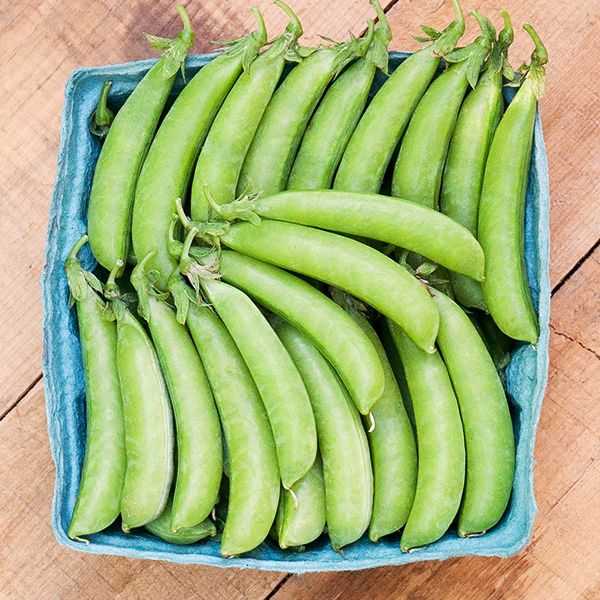 Container Garden (7 Pack)