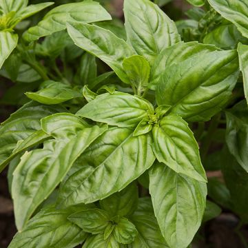 Container Garden (7 Pack)