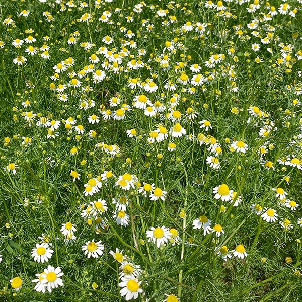 Chamomile: 1/10 gram