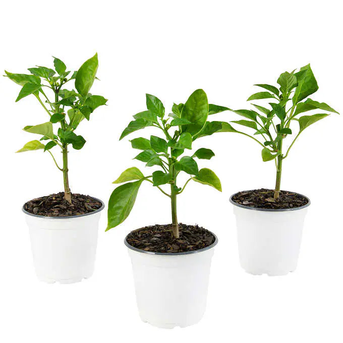 Trinidad Scorpion Pepper