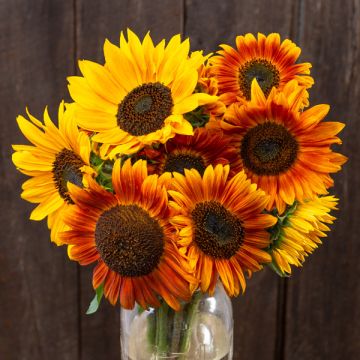 Summer of Sunflowers Organic Seed Collection (3 Pack)