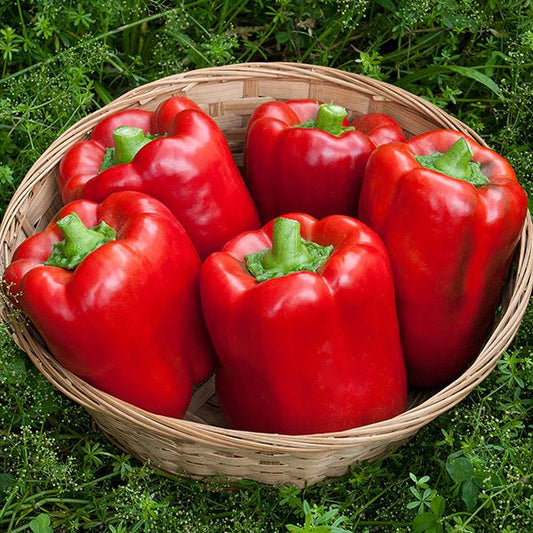 California Wonder Pepper: 1/64 oz