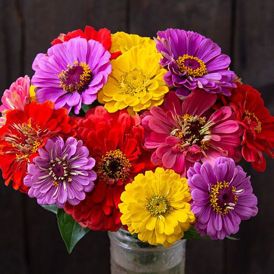 County Fair Blend Zinnia: 1/32 oz.