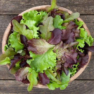 Easy Salad Greens Organic Seed Collection (3 Pack)