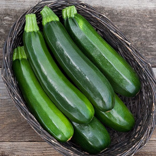 Dark Star Zucchini: 10 seeds