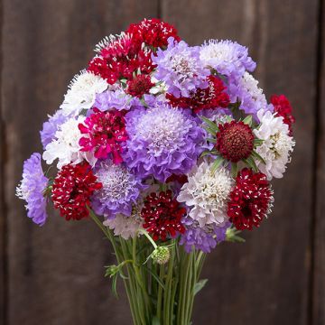 NEW Bouquet Garden(5 Pack)