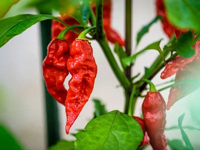 Ghost Pepper