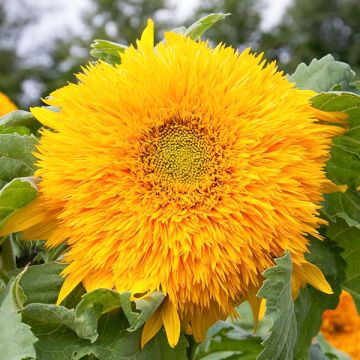 Summer of Sunflowers Organic Seed Collection (3 Pack)