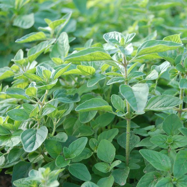 Greek Oregano: 1/10 gram