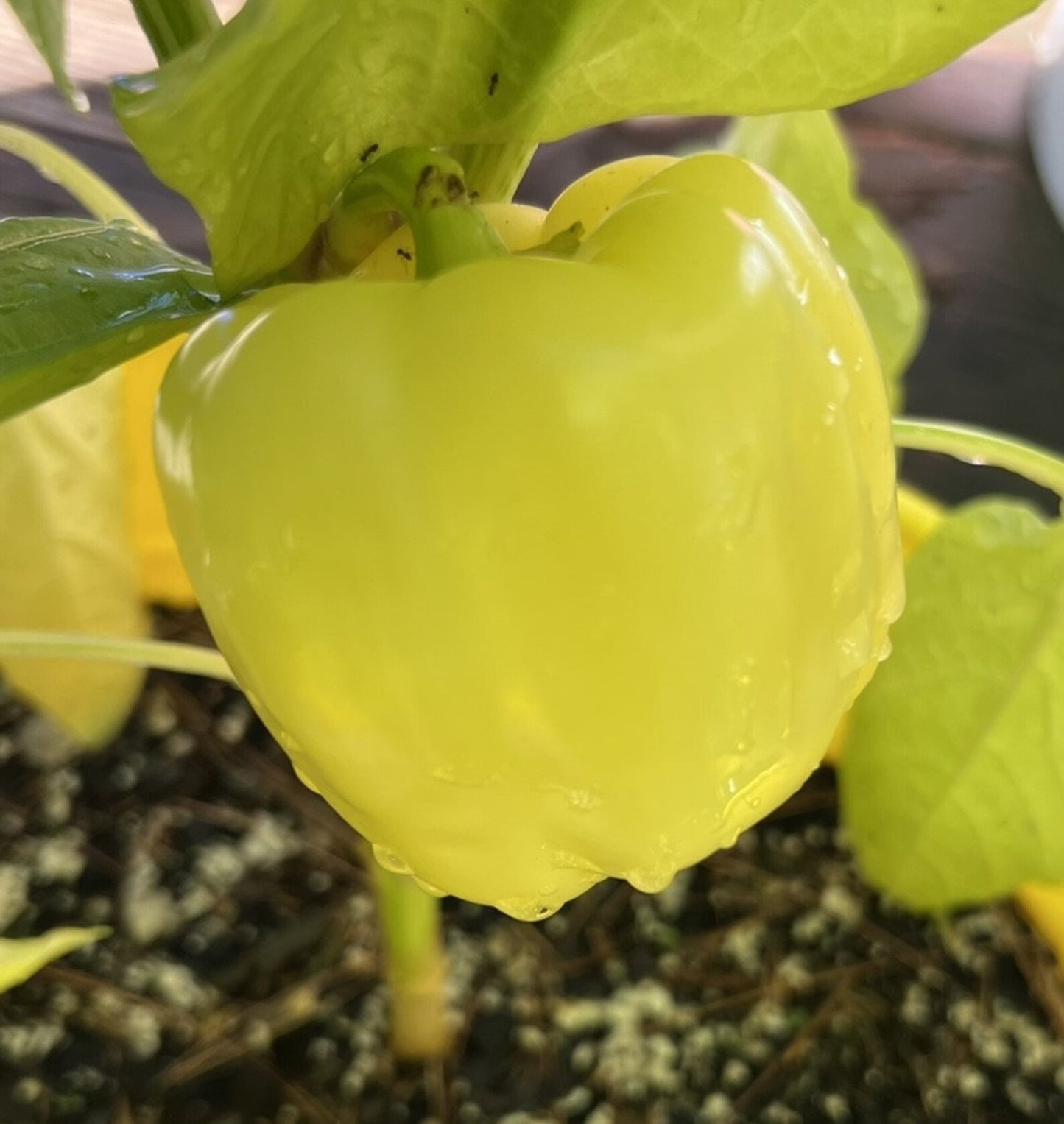 Iko Iko Sweet Pepper