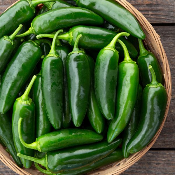 Early Jalapeno Pepper