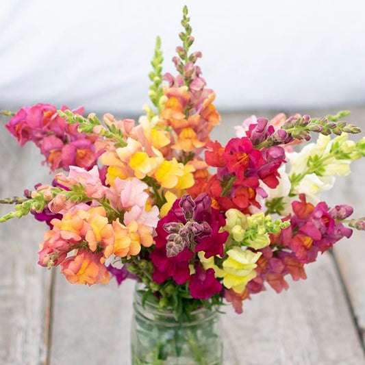 Lion's Mouth Snapdragon: 1/64 oz