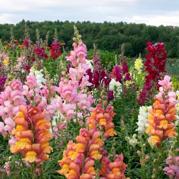 Lion's Mouth Snapdragon: 1/64 oz