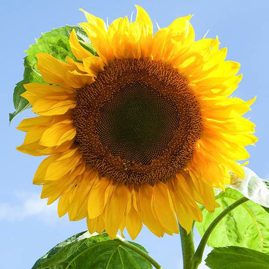 Mammoth Sunflower: 1/8 oz.