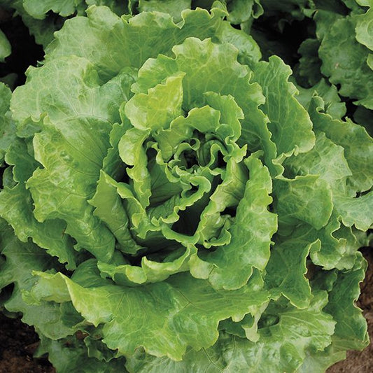 Nevada Lettuce: 500 seeds