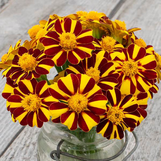 Pinwheel Marigold: 1/32 oz