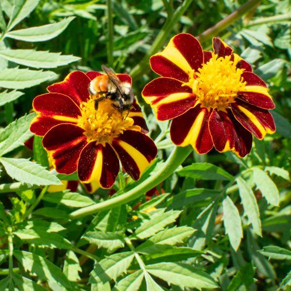Pinwheel Marigold: 1/32 oz