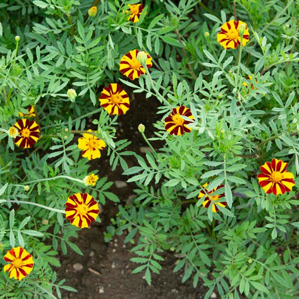 Pinwheel Marigold: 1/32 oz