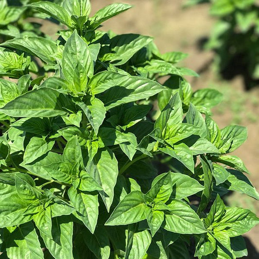 Rutgers Obsession Basil: 1/10 gram