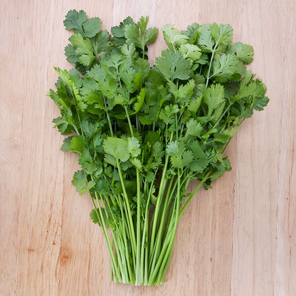 Santo Cilantro: 1/8 oz.