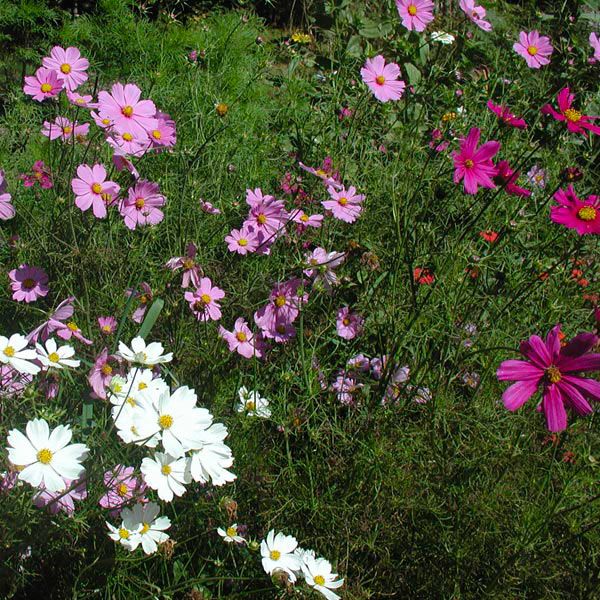 Sensation Blend Cosmos: 1/32 oz