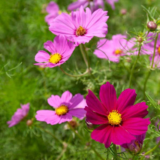 Sensation Blend Cosmos: 1/32 oz