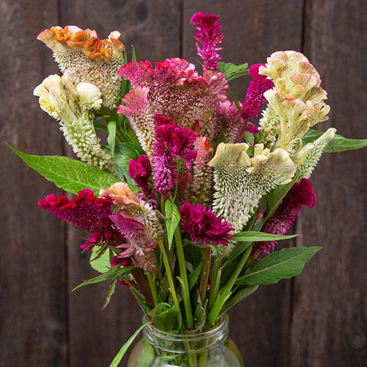 Supercrest Mix Celosia: 50 Seeds