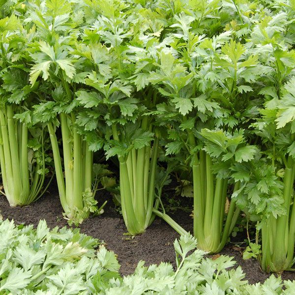 Tango Celery: 50 seeds