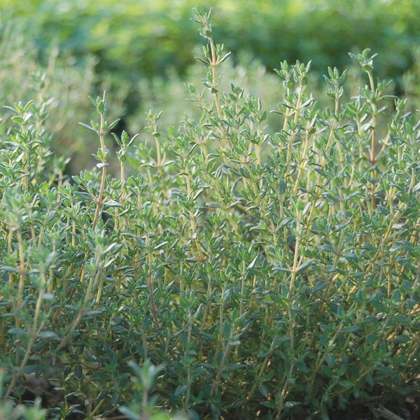 Kitchen Herbs (5 Pack)