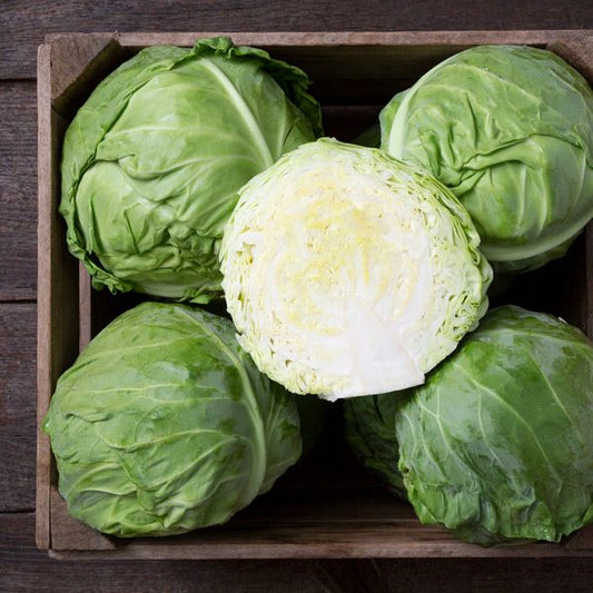 Tiara F1 Cabbage: 25 seeds