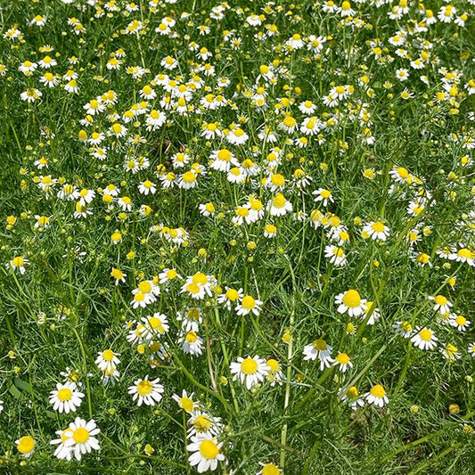 Chamomile: 1/10 gram
