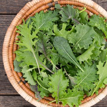 Ironman Kale Mix: 1/32 oz.