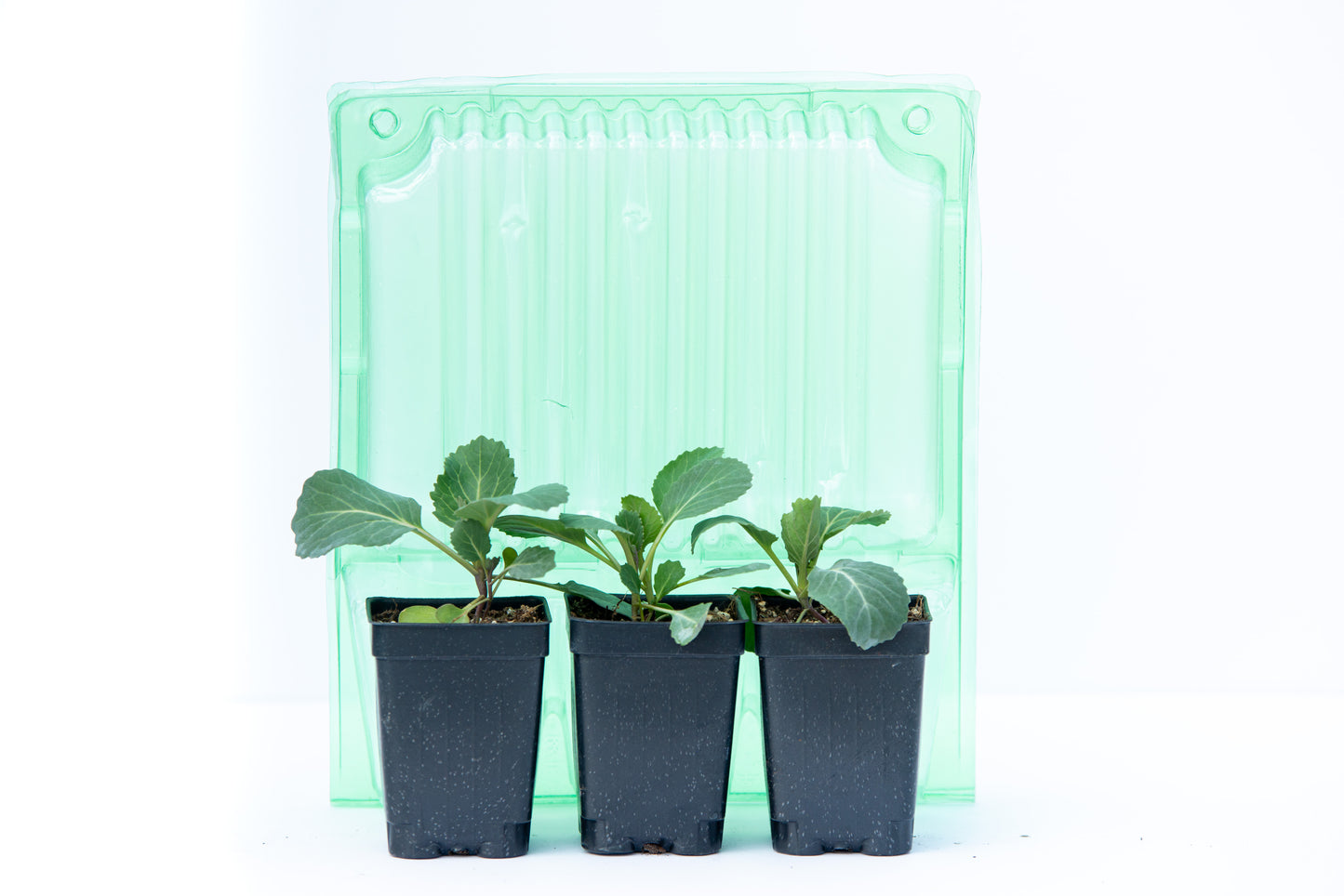 Rainier Green Romaine Lettuce