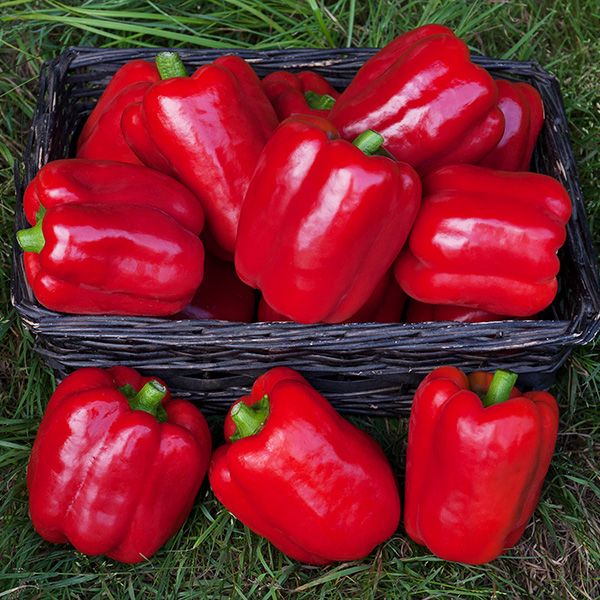 Sprinter F1 Red Peppers